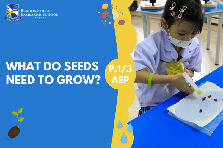 P.1-3-AEP-What-do-seeds-need-to-grow.png